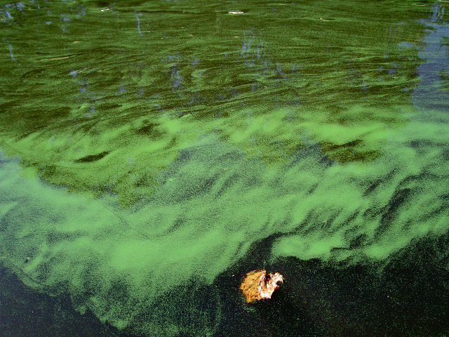 A cyanobacterial bloom in Pamlico River, N.C. (Hans W. Paerl/University of North Carolina)
